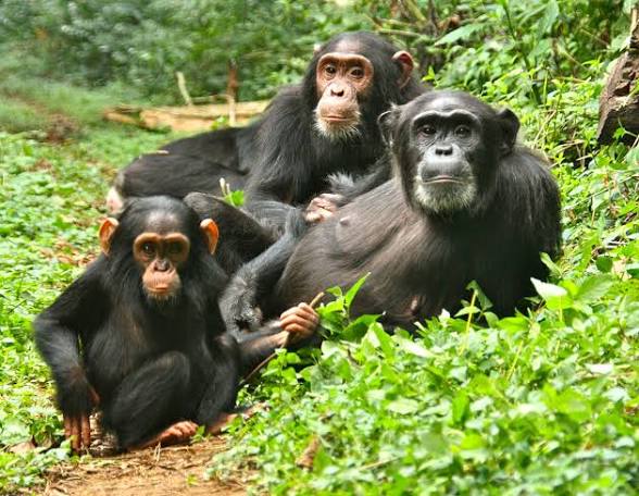 Africa's Primate Capital