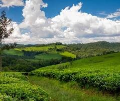 Coffee & Tea Origins