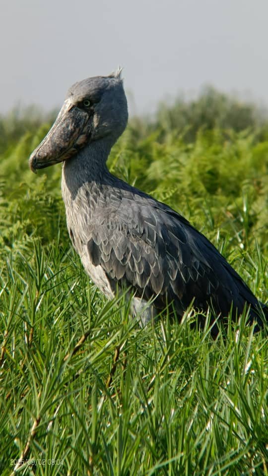 Shoebill Tracking