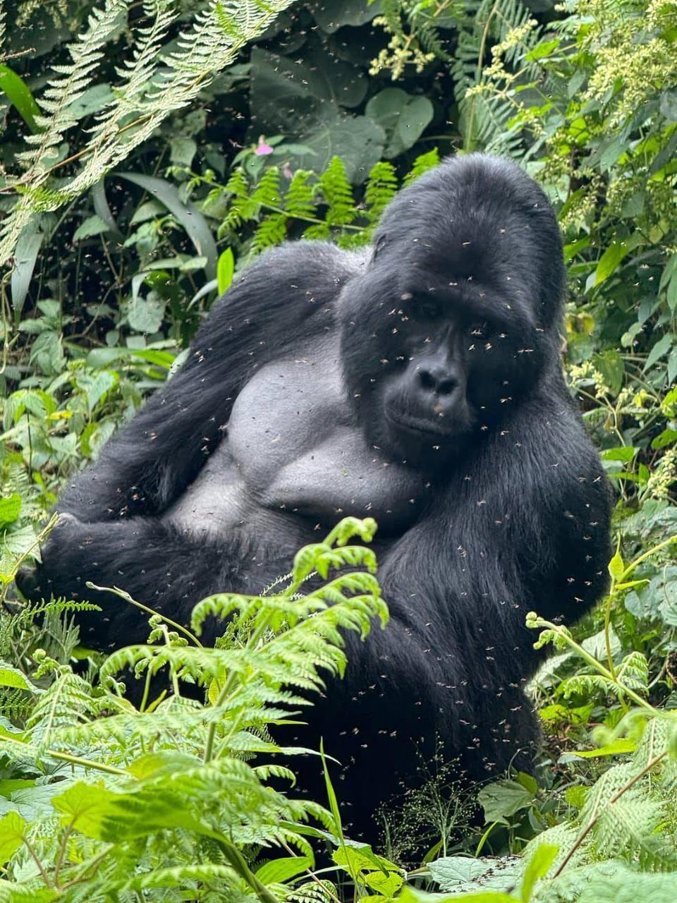 Mountain Gorillas