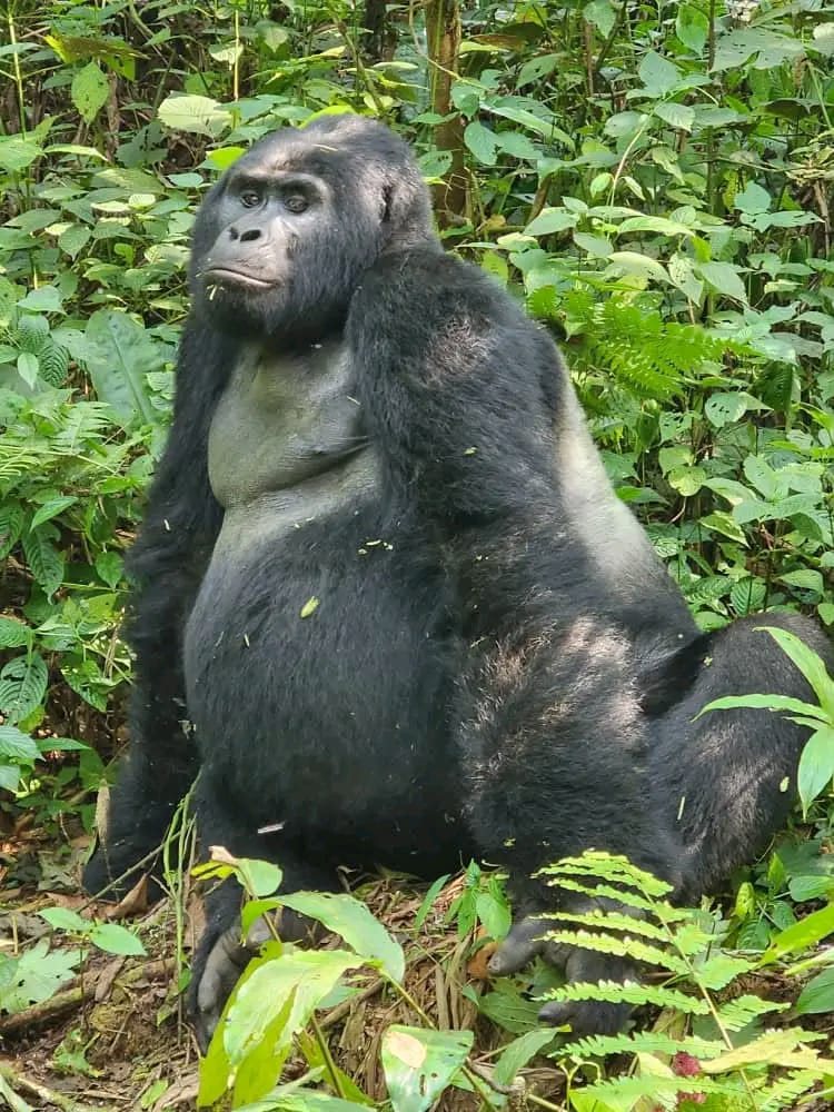 Gorilla Escape