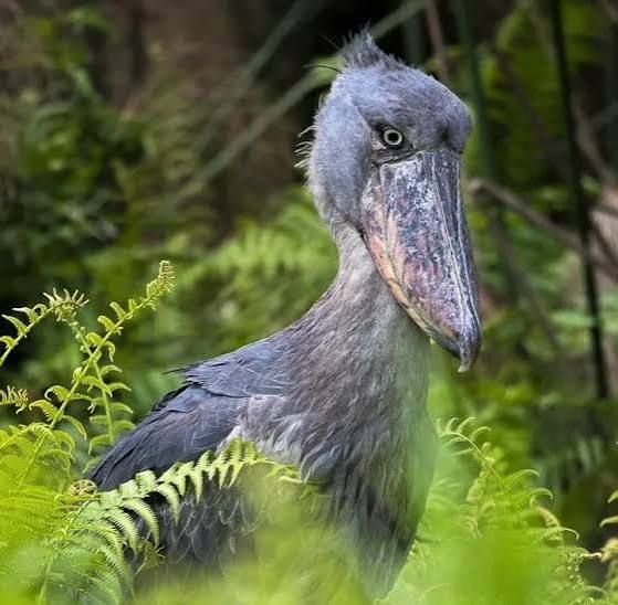 1,000+ Bird Species