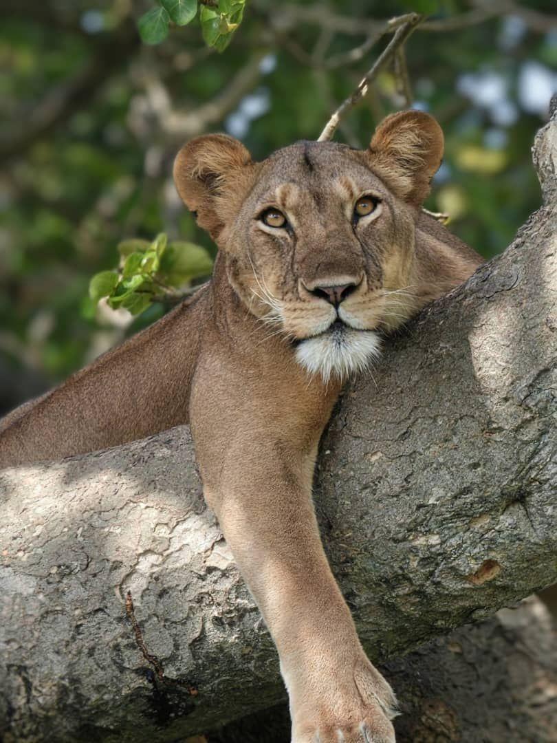 Tree-Climbing Lions